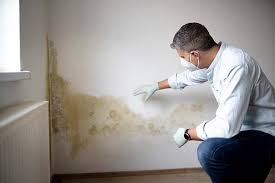 Why You Should Choose Our Mold Remediation Services in Mayville, NY